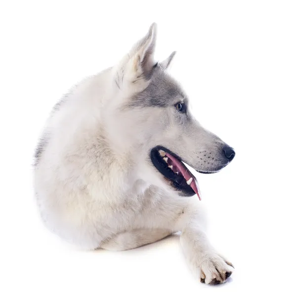 Husky siberiano — Foto Stock