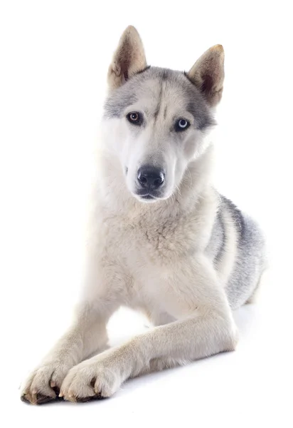 Siberian husky — Zdjęcie stockowe