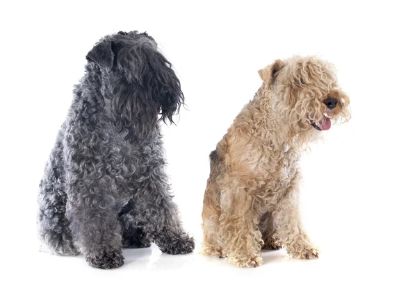 Dos terriers — Foto de Stock