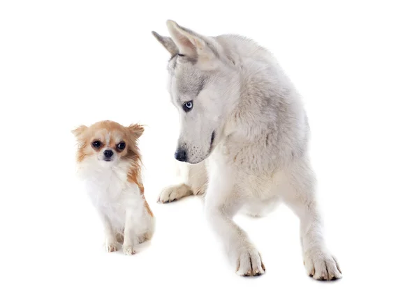 Husky siberiano y chihuahua — Foto de Stock