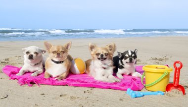 Chihuahuas sahilde