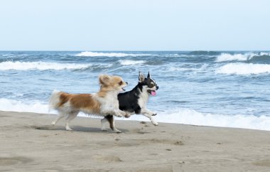 Chihuahuas sahilde