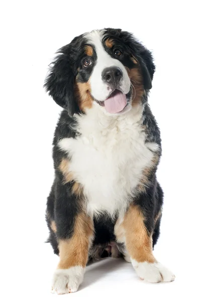 Puppy bernese Mountain dog — Stockfoto