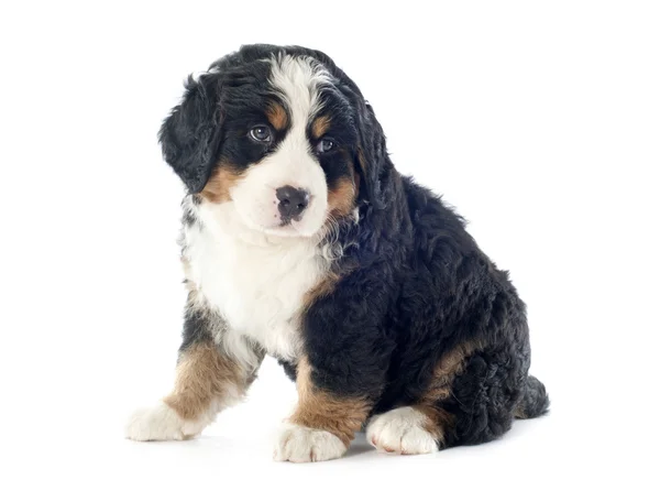 Filhote de cachorro bernese moutain cão — Fotografia de Stock