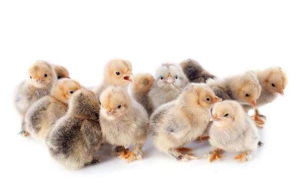 Young chicks — Stock Photo, Image