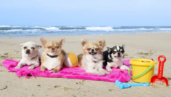 Chihuahuas on the beach — Stock Photo, Image