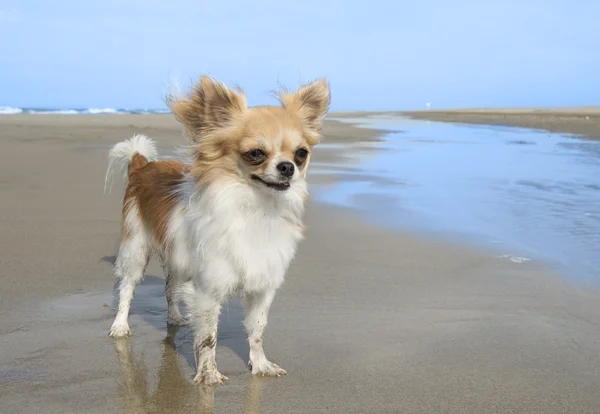 Chihuahua sahilde — Stok fotoğraf