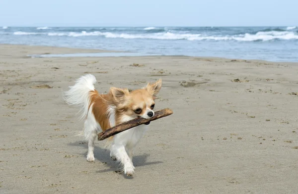 Chihuahua op het strand — Stockfoto