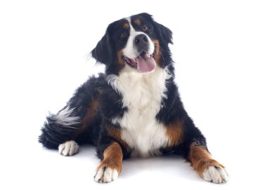Bernese dağ köpeği