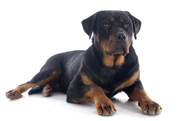 RottweilerRottweiler — Zdjęcie stockowe