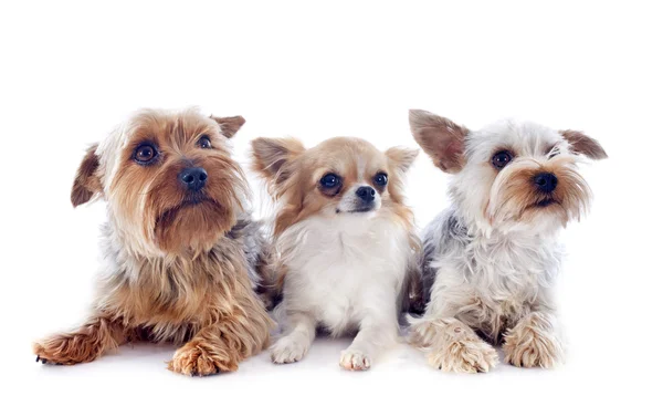 Yorkshire Terrier ve chihuahua — Stok fotoğraf