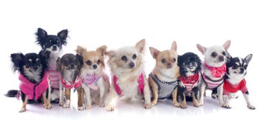 dokuz chihuahuas