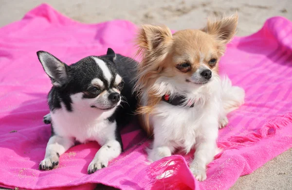 Chihuahuas on the beach — Stock Photo, Image