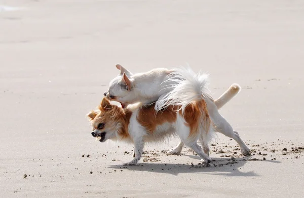 Combattere chihuahua sulla spiaggia — Foto Stock