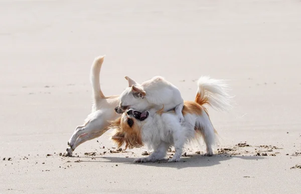 Fighting chihuahuas on the beach — Stock Photo, Image