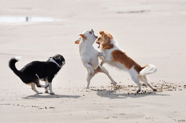 Luchando contra chihuahuas en la playa — Foto de Stock