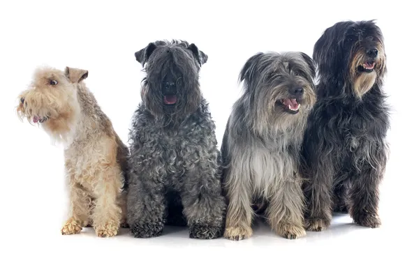 Четыре собаки — стоковое фото