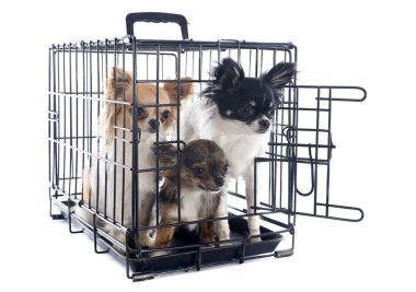 Chihuahua köpek kulübesi