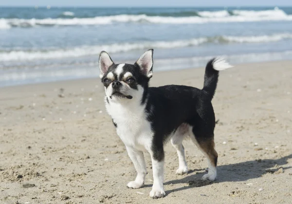 Chihuahua on the beach — Stock Photo, Image