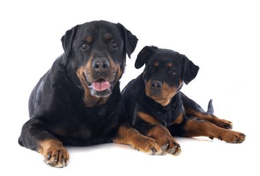 Rottweiler yavru ve Yetişkin