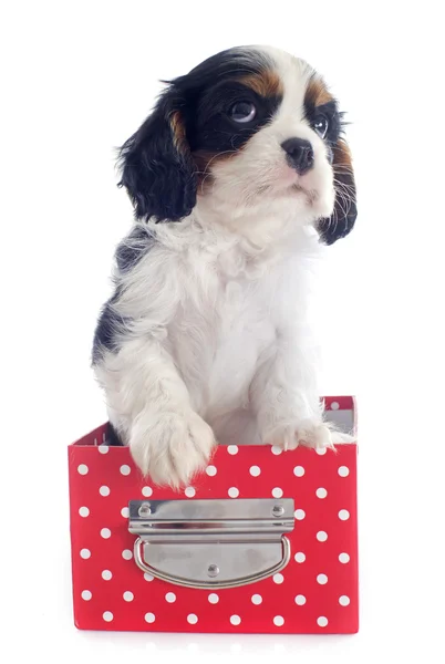 Puppy cavalier king charles — Stock Photo, Image