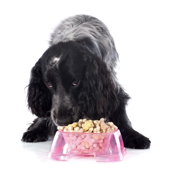 Eating english cocker — Stock Photo, Image