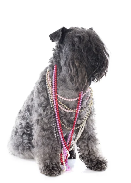 Kerry blue terrier with collars — Stock Photo, Image