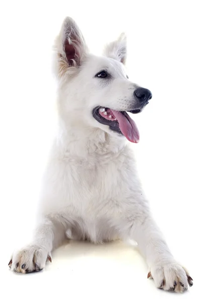 Schweizer Schäferhund — Stockfoto