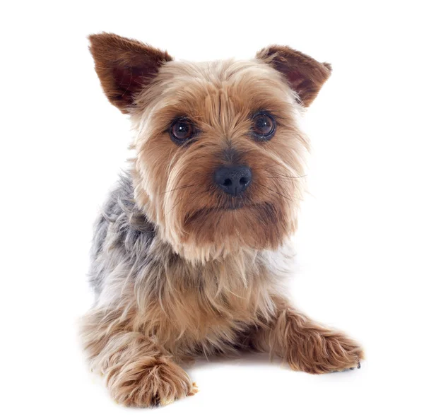 Yorkshire terrier — Zdjęcie stockowe