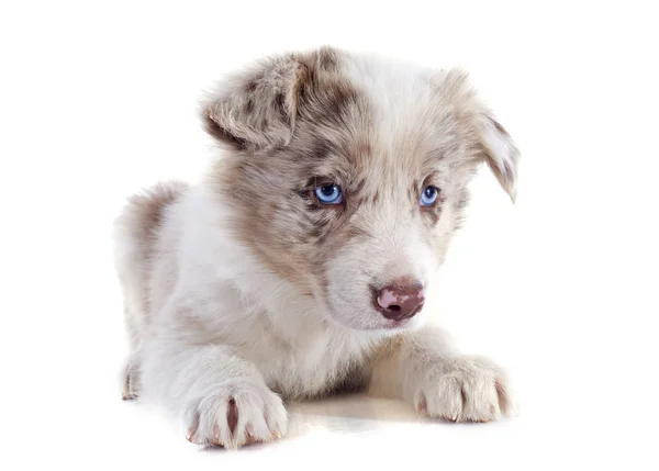 Szczeniak rasy border collie — Zdjęcie stockowe