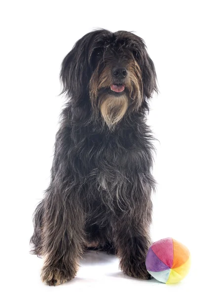 Perro pastor pirenaico — Foto de Stock