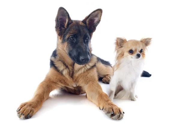 Puppy german shepherd and chihuahua — Stock Photo, Image