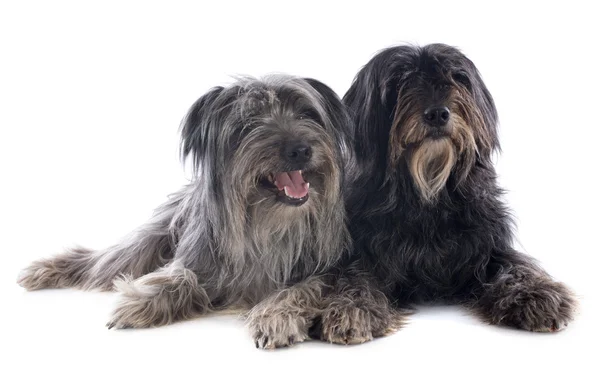 Pyrenean sheepdogs — 스톡 사진