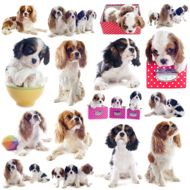 Cavalier King Charles