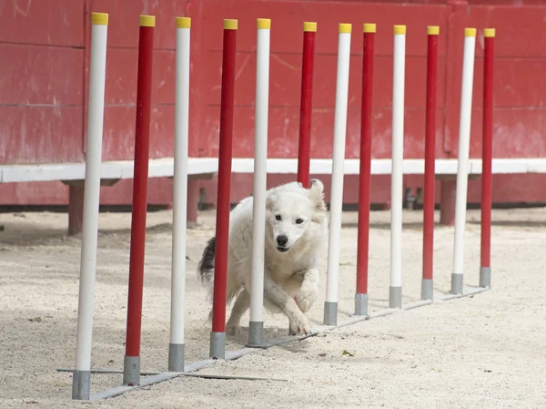 Frontera collie en agilidad —  Fotos de Stock