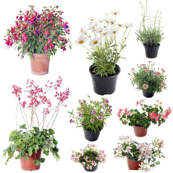 Flower plants in pot — Stock Photo, Image