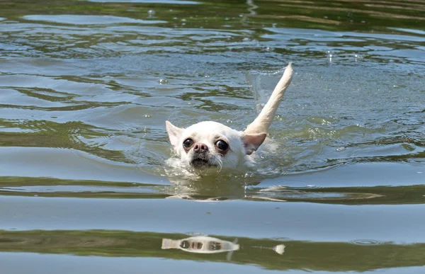 Chihuahuas natação — Fotografia de Stock