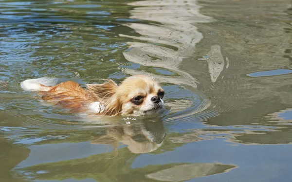 Chihuahua de natação — Fotografia de Stock