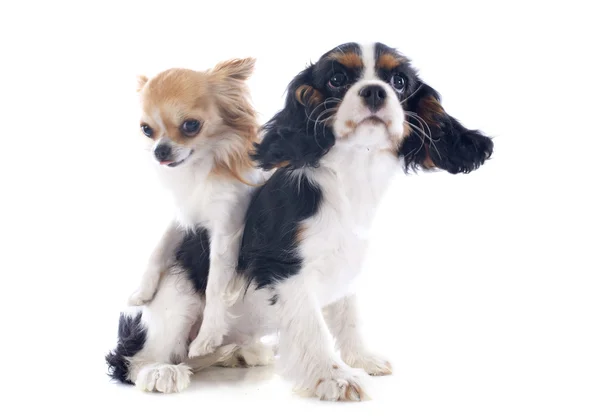 Cavalier king charles och chihuahua — Stockfoto