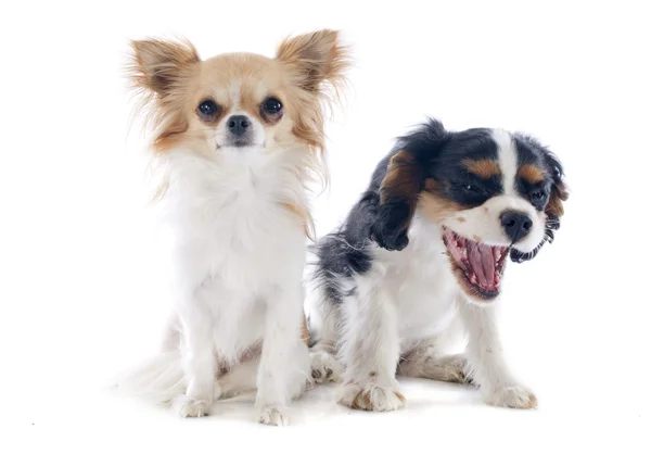 Chihuahua ve cavalier king charles — Stok fotoğraf