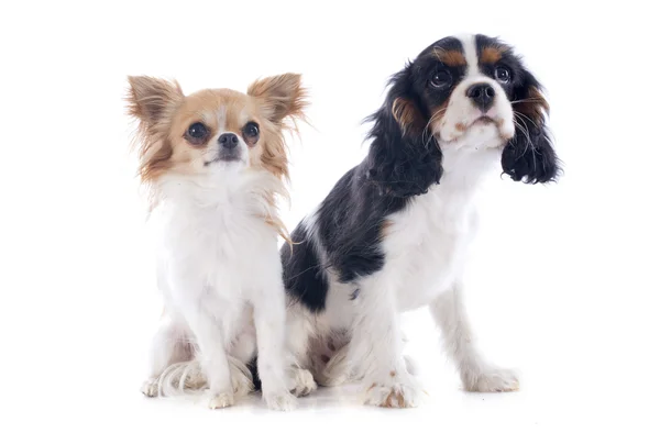 Cavalier king charles i chihuahua — Zdjęcie stockowe