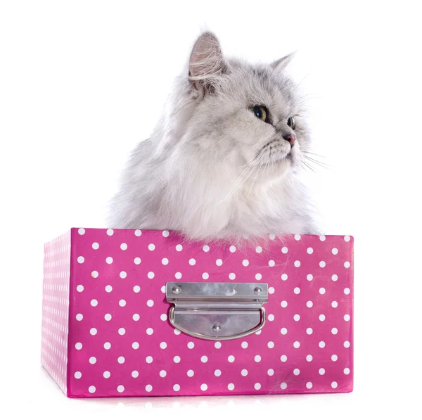 Persian cat in box — Stock Photo, Image
