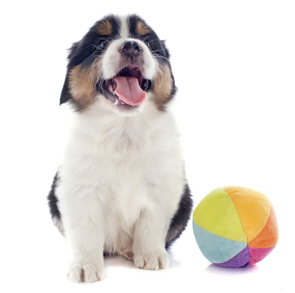 Cachorro australiano pastor y bola — Foto de Stock