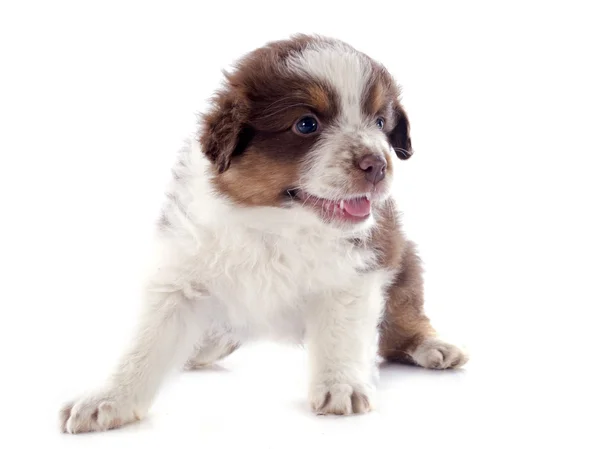 Puppy australian shepherd — Stock Photo, Image