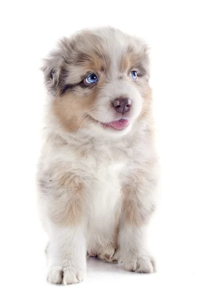 Puppy australian shepherd — Stock Photo, Image