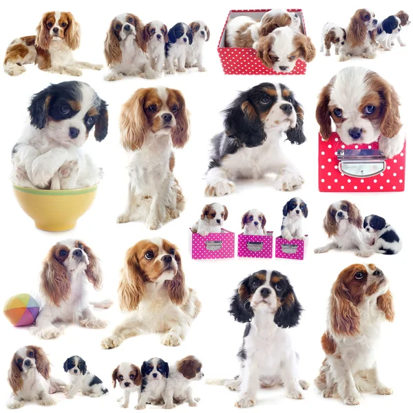 Cavalier king charles — Stock Image Cavalier king charles Royalty Free Stock Photos