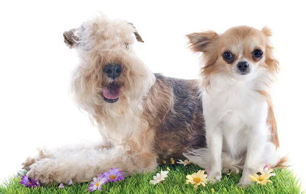 Lakeland terrier and chihuahua — Stock Photo, Image