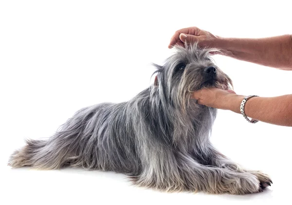 Grooming af pyrenæiske fårehund - Stock-foto