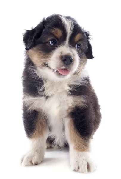 Puppy australian shepherd — Stock Photo, Image