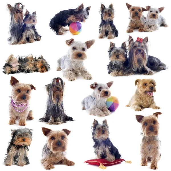 Group of yorkshire terrier — Stock Photo, Image